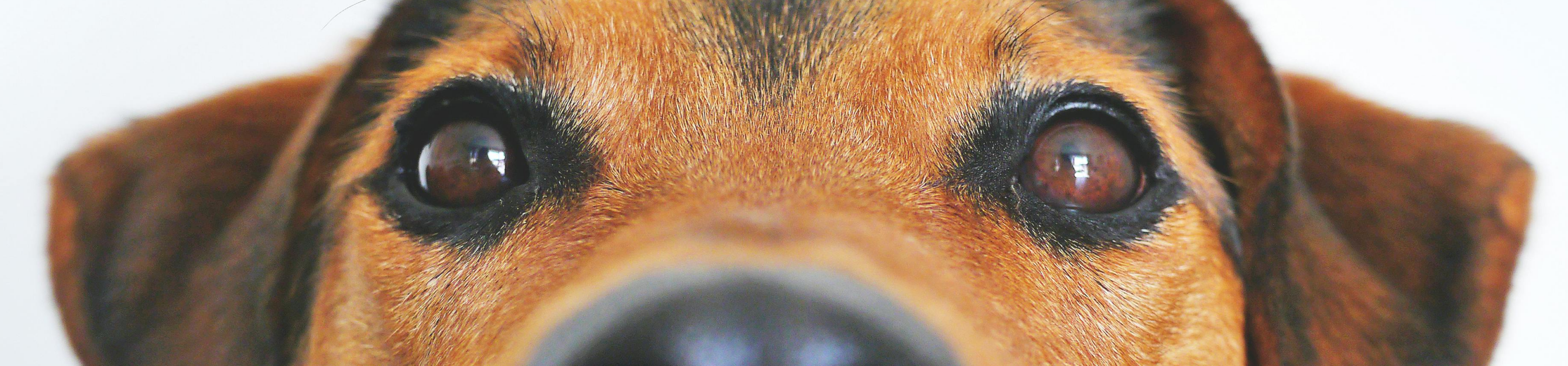 dogsitting petsitting